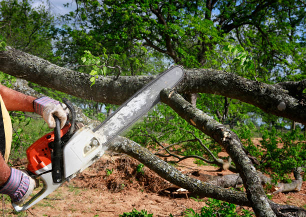 Best Tree Mulching  in Licking, MO